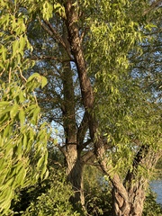 Salix amygdaloides
