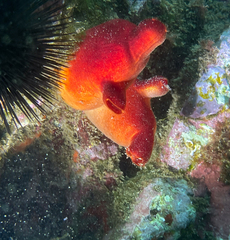 Halocynthia papillosa