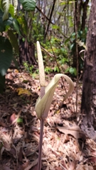 Amorphophallus
