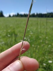 Schizachyrium scoparium