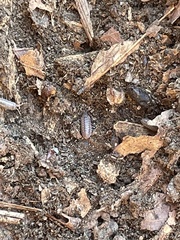 Armadillidium nasatum