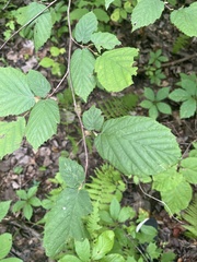 Corylus cornuta