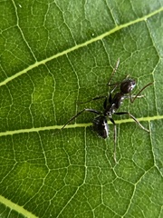 Camponotus sexguttatus