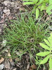 Carex pedunculata