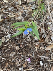 Commelina erecta