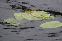 Nuphar variegata
