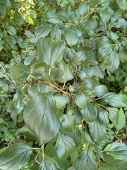 Rhamnus