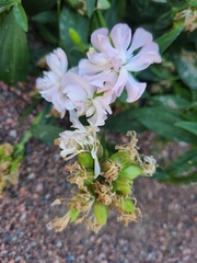 Saponaria