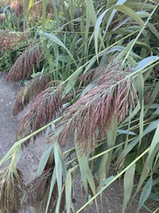 Phragmites