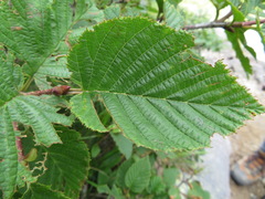 Alnus maximowiczii