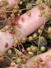 Drosera macrantha