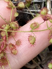 Drosera macrantha