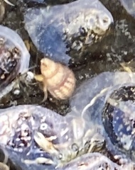 Ilyanassa trivittata