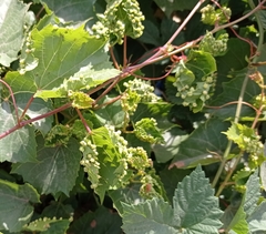 Daktulosphaira vitifoliae