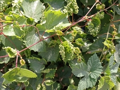 Daktulosphaira vitifoliae