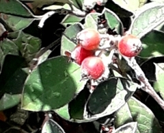 Cotoneaster pannosus