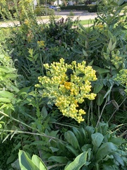 Solidago
