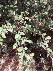 Cotoneaster pannosus