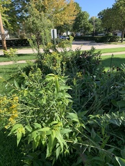 Solidago