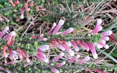Erica perspicua
