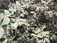 Cotoneaster pannosus