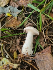 Clitocybe nebularis alba