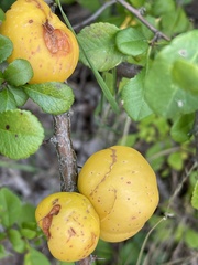 Chaenomeles