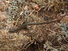 Podarcis carbonelli berlengensis