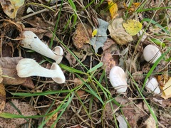 Clitocybe nebularis alba