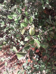 Cotoneaster pannosus