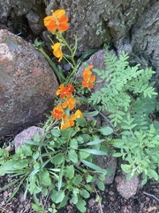 Erysimum