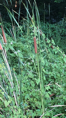 Typha angustifolia