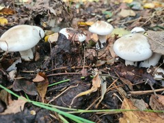 Clitocybe nebularis alba