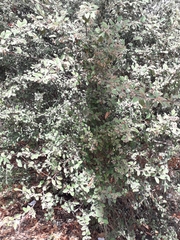 Cotoneaster pannosus