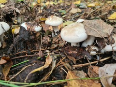 Clitocybe nebularis alba
