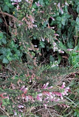 Erica perspicua