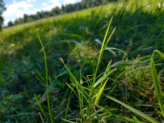 Muhlenbergia schreberi