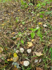 Clitocybe nebularis alba