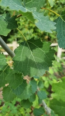 Populus tremula
