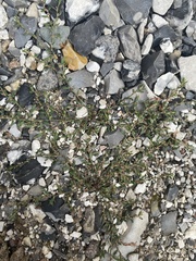 Polygonum arenastrum
