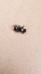 Bombus vagans
