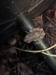 Hyla