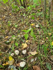 Clitocybe nebularis alba