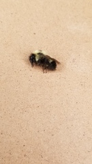 Bombus vagans