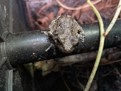 Hyla