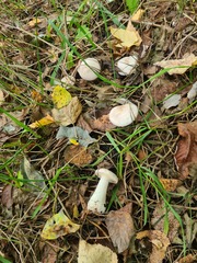 Clitocybe nebularis alba