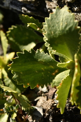 Primula marginata