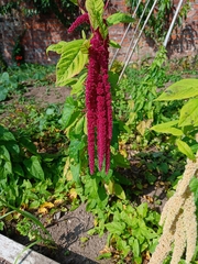 Amaranthus hybridus