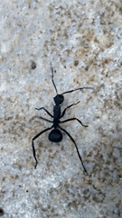 Myrmhopla