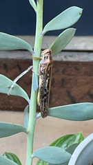 Schistocerca americana